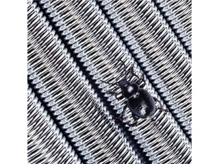 Beautiful insects photography-(catherine)