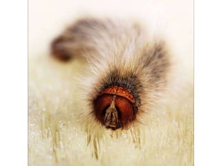 Beautiful insects photography-(catherine)