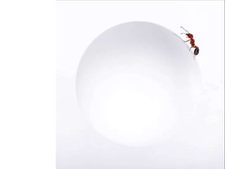 Beautiful insects photography-(catherine)