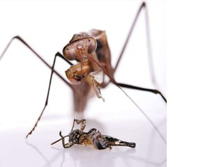 Beautiful insects photography-(catherine)