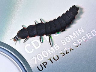 Beautiful insects photography-(catherine)