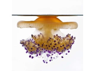 Beautiful insects photography-(catherine)