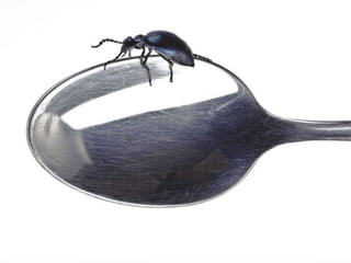 Beautiful insects photography-(catherine)