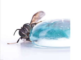 Beautiful insects photography-(catherine)