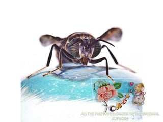 Beautiful insects photography-(catherine)