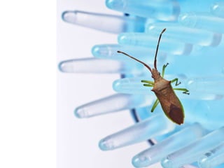 Beautiful insects photography-(catherine)