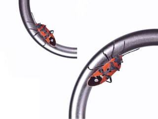 Beautiful insects photography-(catherine)