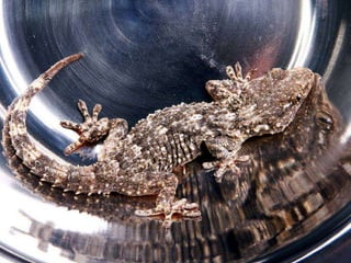 Beautiful insects photography-(catherine)