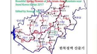 Beautiful Spring Flowers at Joo-Geum-San Mountain near
Seoul Korea 6 May 2017
Edited by Seung J. Lee
 