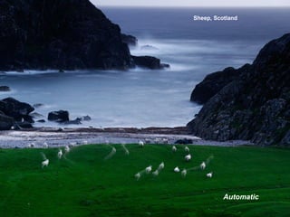 Sheep, Scotland
Automatic
 