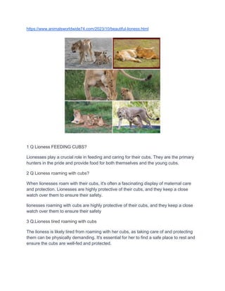https://www.animalsworldwide74.com/2023/10/beautiful-lioness.html
1 Q Lioness FEEDING CUBS?
Lionesses play a crucial role in feeding and caring for their cubs. They are the primary
hunters in the pride and provide food for both themselves and the young cubs.
2 Q Lioness roaming with cubs?
When lionesses roam with their cubs, it's often a fascinating display of maternal care
and protection. Lionesses are highly protective of their cubs, and they keep a close
watch over them to ensure their safety.
lionesses roaming with cubs are highly protective of their cubs, and they keep a close
watch over them to ensure their safety
3 Q.Lioness tired roaming with cubs
The lioness is likely tired from roaming with her cubs, as taking care of and protecting
them can be physically demanding. It's essential for her to find a safe place to rest and
ensure the cubs are well-fed and protected.
 