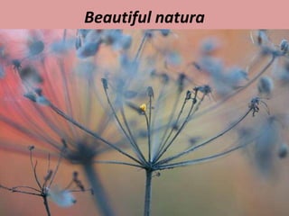 Beautiful natura 
