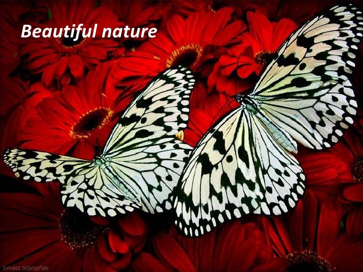 Beautiful nature<br />