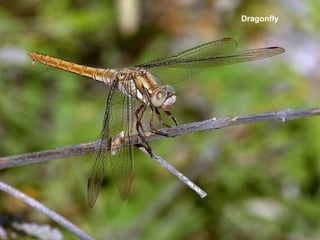 Dragonfly   