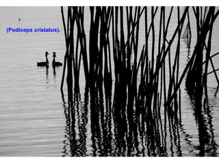 (Podiceps cristatus).  