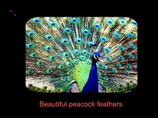 Beautiful peacock feathers 