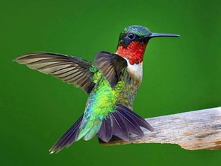 Beautiful pictures