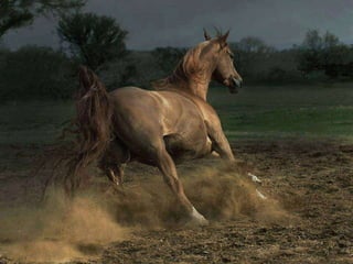 Beautiful pictures