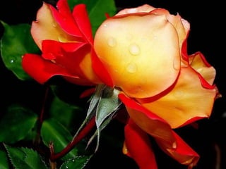 Beautiful pictures