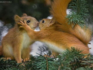 Beautiful pictures