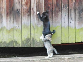Beautiful pictures