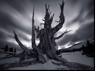 Beautiful pictures