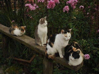 Beautiful pictures