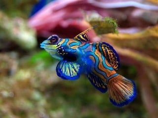 Beautiful pictures