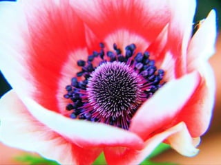 Beautiful Poppy Flowers