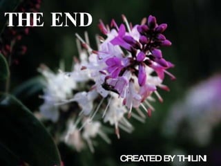 CREATED BY THILINI THE END 