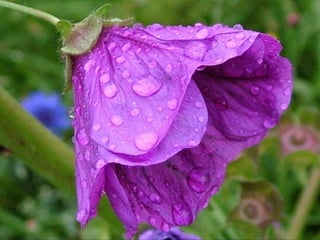 Beautiful Purple Flowers