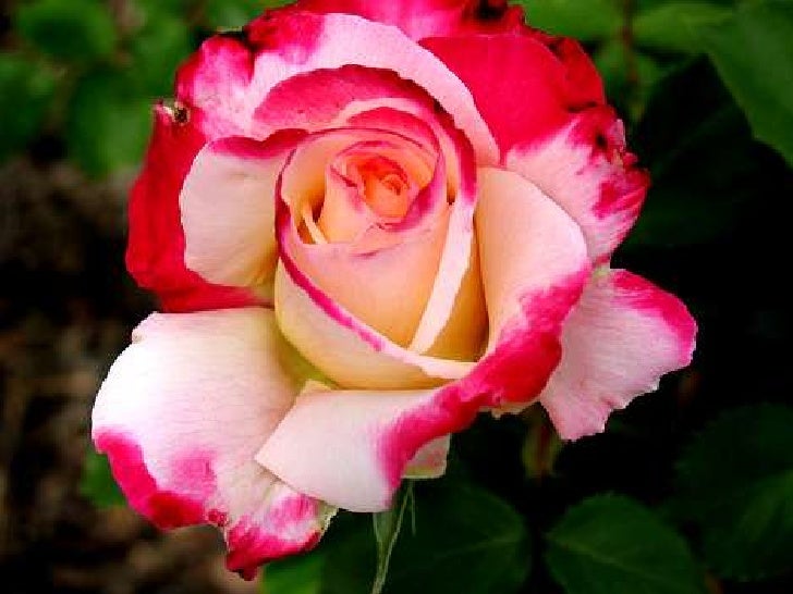 beautiful-roses-14-728.jpg