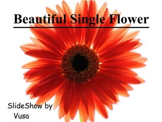 Beautiful Single Flower




SlideShow by
  Vusa
 