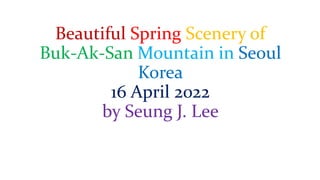 Beautiful Spring Scenery of
Buk-Ak-San Mountain in Seoul
Korea
16 April 2022
by Seung J. Lee
 