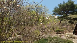 산 철쭉은 이제 겨우 봉우리를 피우기 시작
 