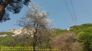 전철 4호선 종점 당고개역 에서 버스를 타고 이곳
청학리 수락산 유원지에 도착, 마당바위 입구부터 꽃들의 향연이 보기 좋다.
 