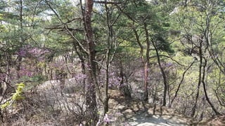 Beautiful Spring Scenery of Su-Lak-San Mountain in Seoul 2017.4.23
