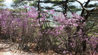Beautiful Spring Scenery of Su-Lak-San Mountain in Seoul 2017.4.23