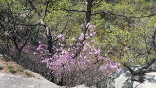 Beautiful Spring Scenery of Su-Lak-San Mountain in Seoul 2017.4.23