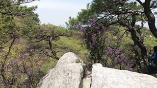 Beautiful Spring Scenery of Su-Lak-San Mountain in Seoul 2017.4.23