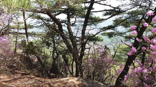 Beautiful Spring Scenery of Su-Lak-San Mountain in Seoul 2017.4.23