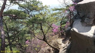 하산길 북벽의 진달래꽃
 