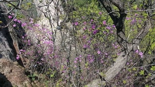 Beautiful Spring Scenery of Su-Lak-San Mountain in Seoul 2017.4.23
