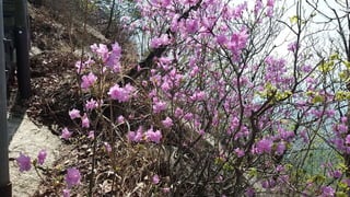 Beautiful Spring Scenery of Su-Lak-San Mountain in Seoul 2017.4.23