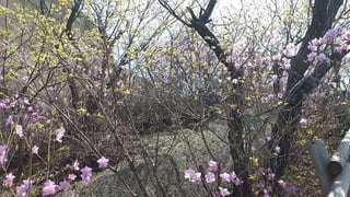 Beautiful Spring Scenery of Su-Lak-San Mountain in Seoul 2017.4.23