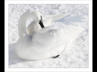 Beautiful swan