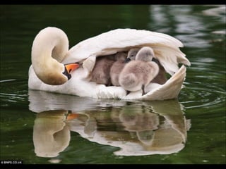 Beautiful  swan