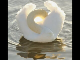 Beautiful  swan