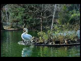 Beautiful  swan