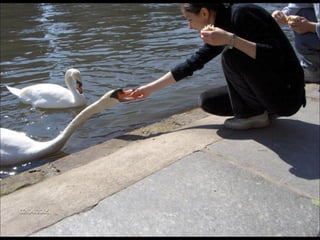 Beautiful  swan